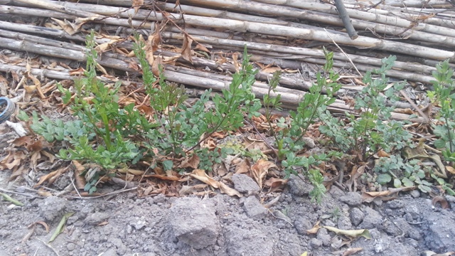 Thalictrum Maritinum - Av Cam� Fondo de Castell�