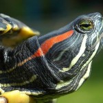 Tortuga de Florida